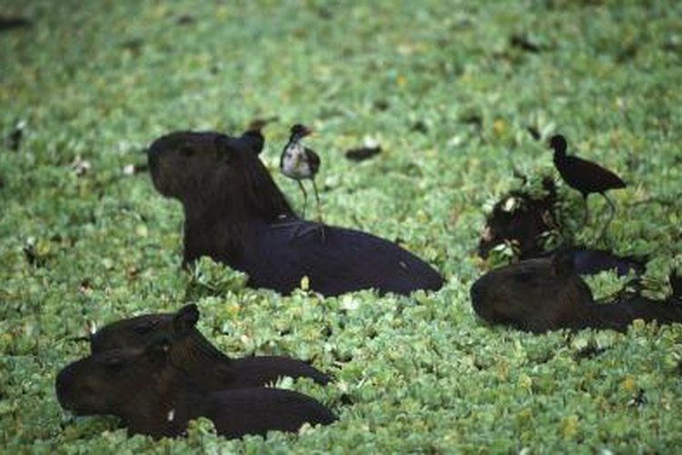 The Similarities and Differences Between Capybaras and Guinea Pigs