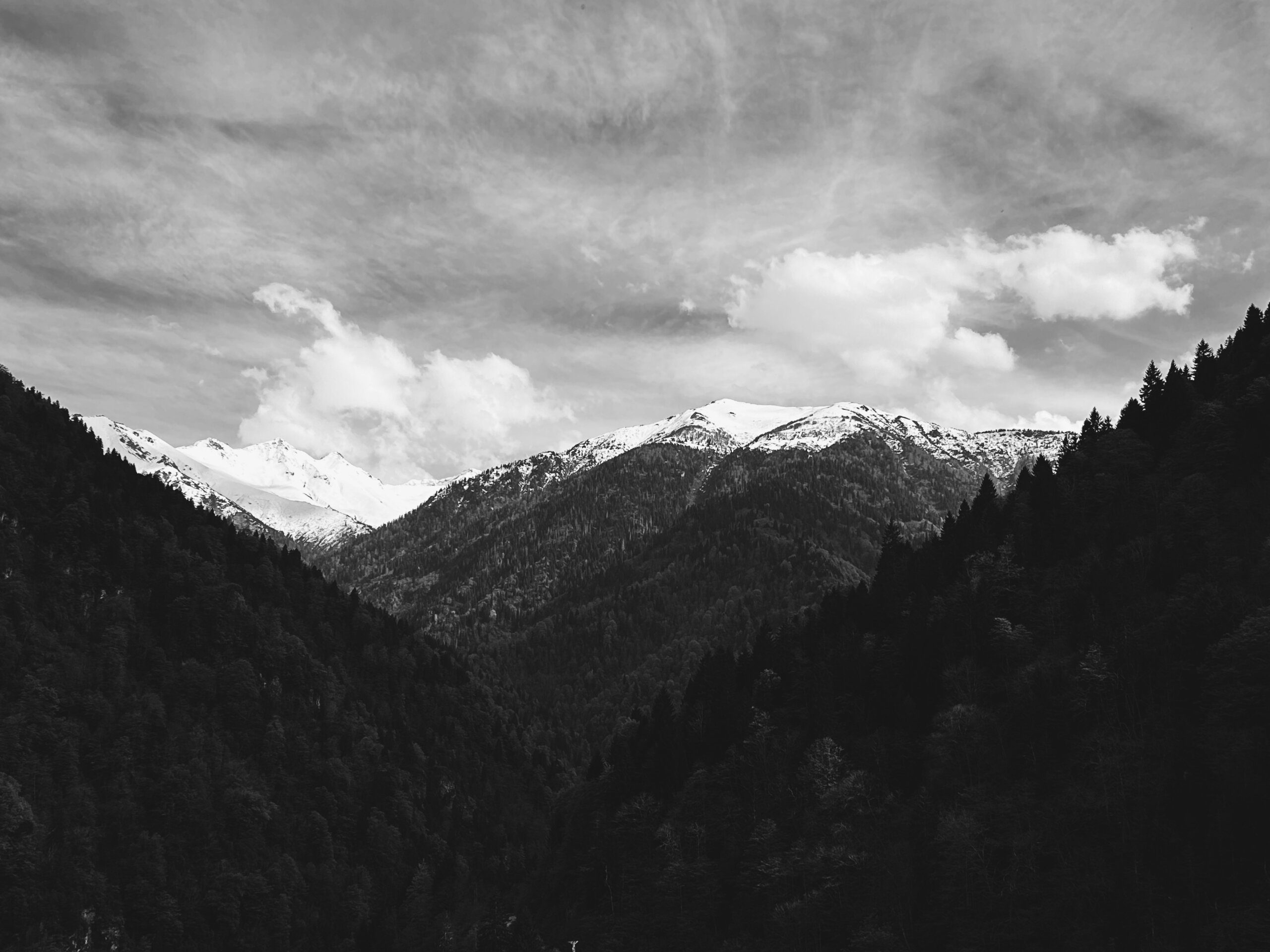 Capybaras: The Giant Guinea Pigs Capybaras: The Giant Guinea Pigs