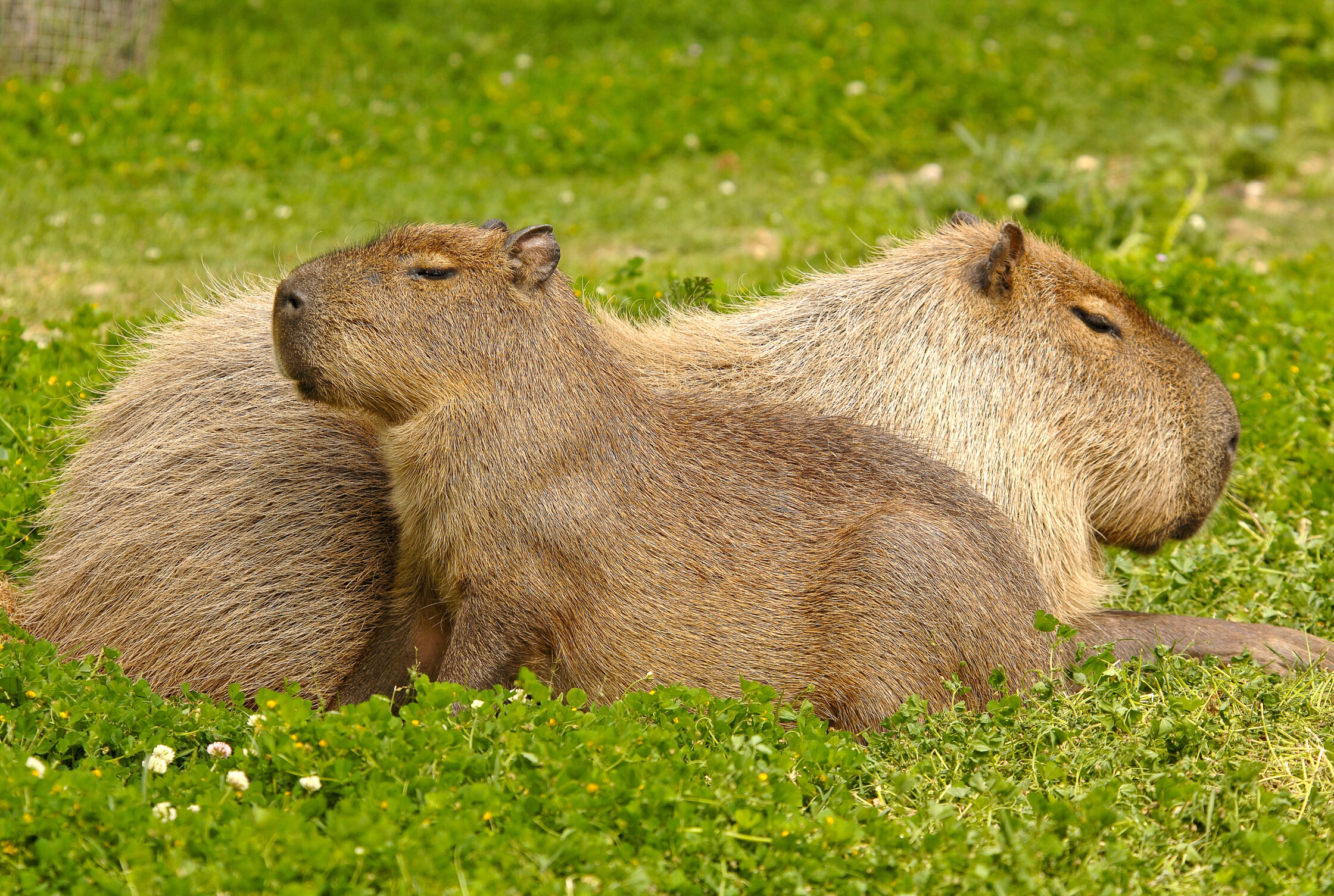 Where to Adopt a Capybara Near Me Where to Adopt a Capybara Near Me