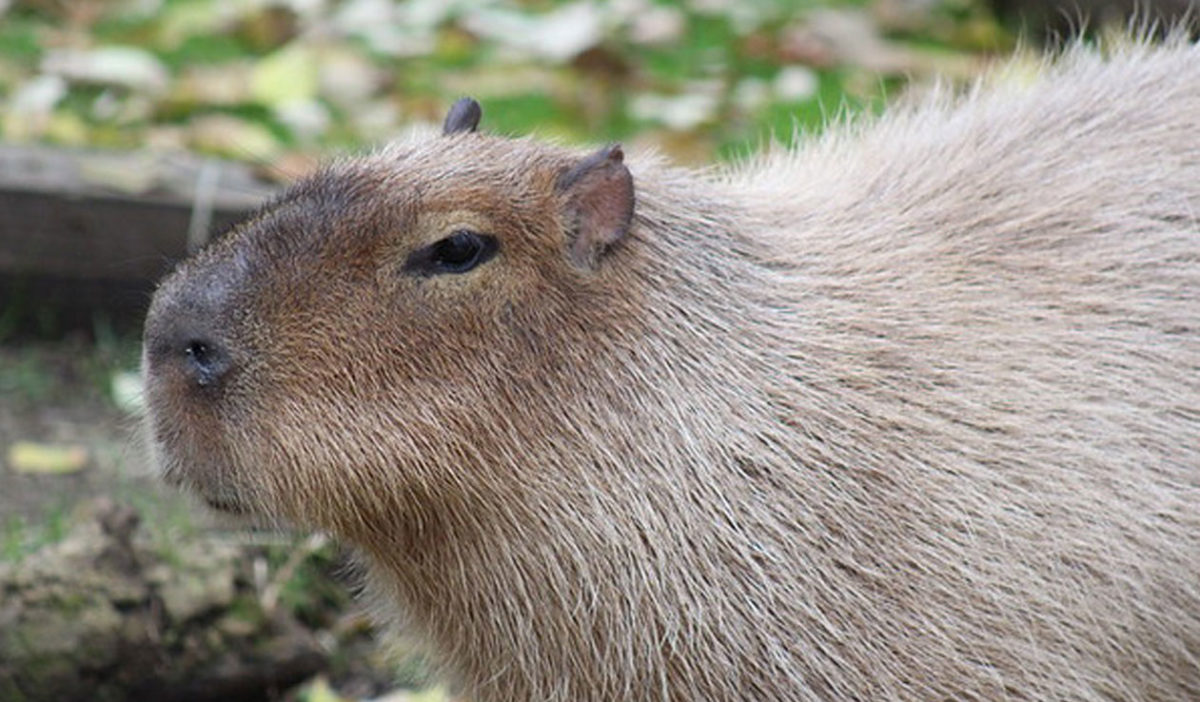 How to Adopt a Capybara from the Zoo How to Adopt a Capybara from the Zoo