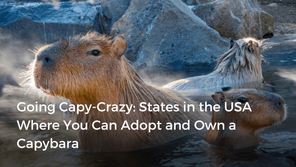How to Adopt a Capybara from the Zoo How to Adopt a Capybara from the Zoo