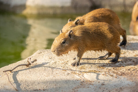 How to Adopt a Capybara from the Zoo How to Adopt a Capybara from the Zoo