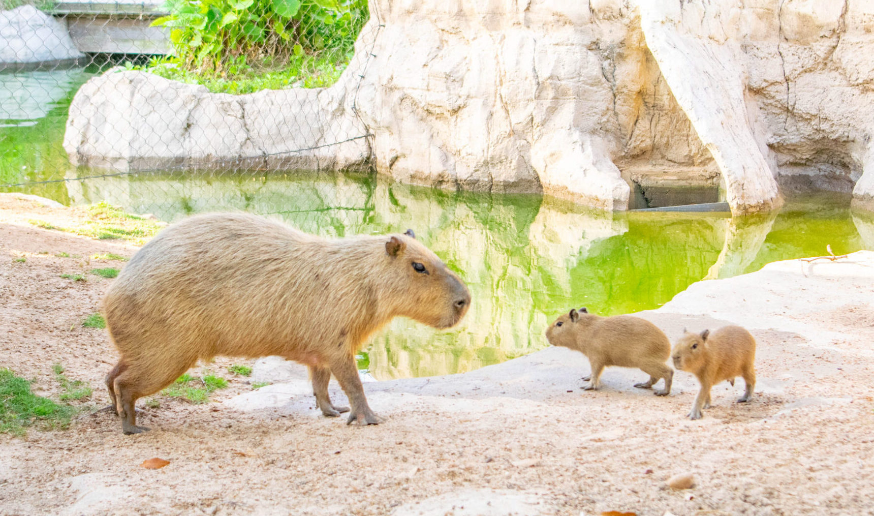 How to Adopt a Capybara from the Zoo How to Adopt a Capybara from the Zoo
