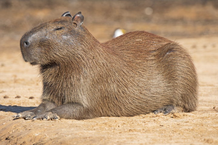 10 Fascinating Facts about Capybaras 10 Fascinating Facts about Capybaras