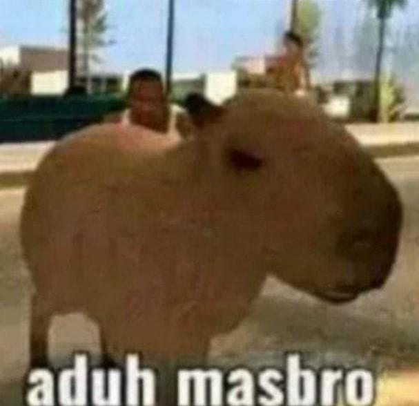 The origins of the capybara meme The origins of the capybara meme