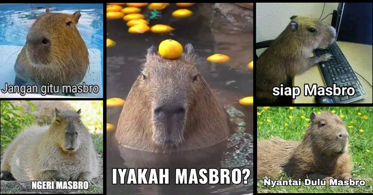 The origins of the capybara meme The origins of the capybara meme