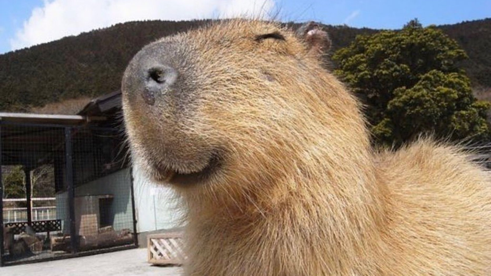 The origins of the capybara meme The origins of the capybara meme