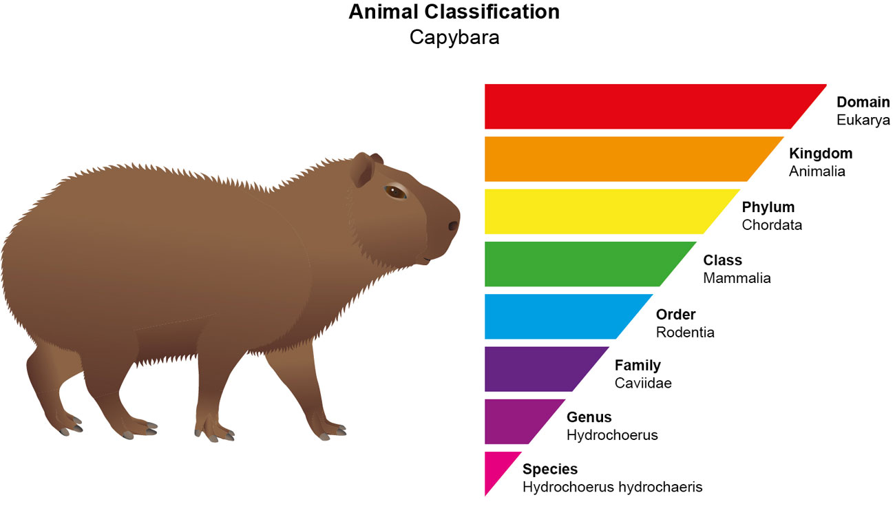 Family classification of Capybaras Family classification of Capybaras