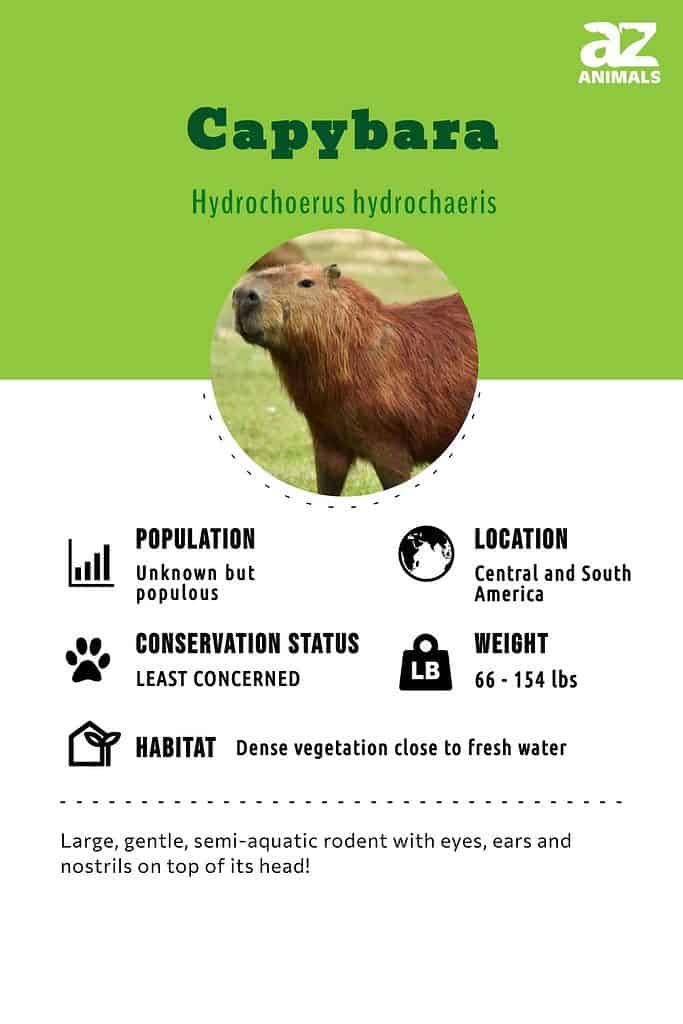 Family classification of Capybaras Family classification of Capybaras