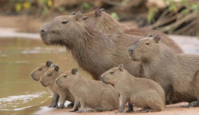Family classification of Capybaras Family classification of Capybaras