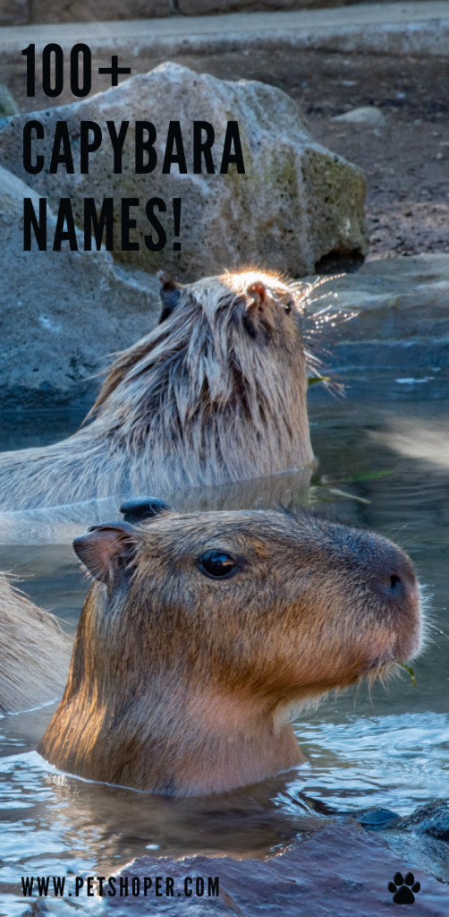 Cute and Creative Names for a Capybara Cute and Creative Names for a Capybara