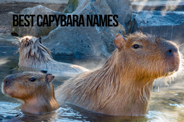 Cute and Creative Names for a Capybara Cute and Creative Names for a Capybara