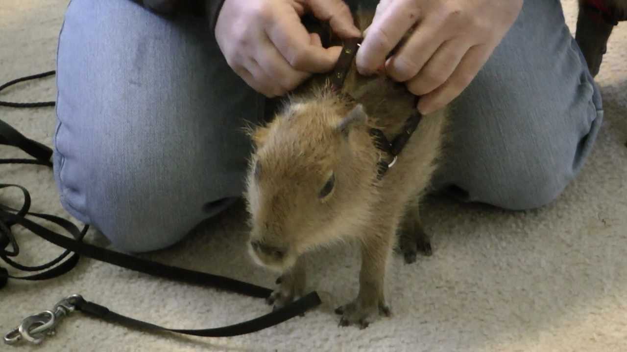 I Pull Up Capybara on a Leash I Pull Up Capybara on a Leash