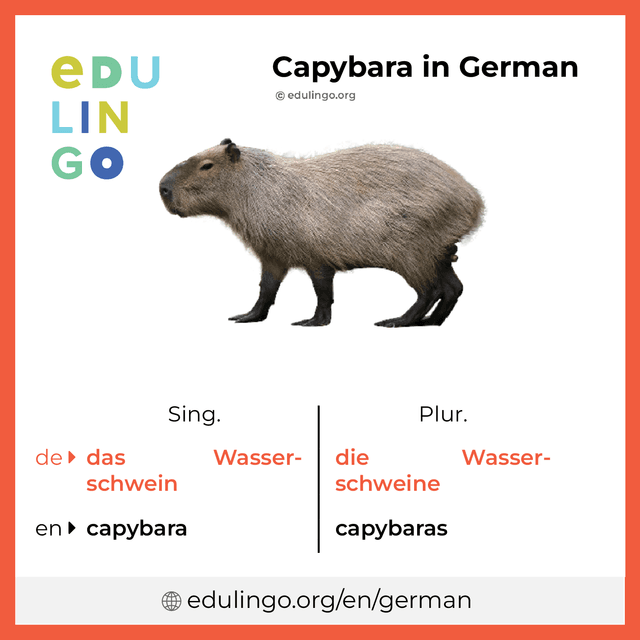 How to Say Capybara in German How to Say Capybara in German