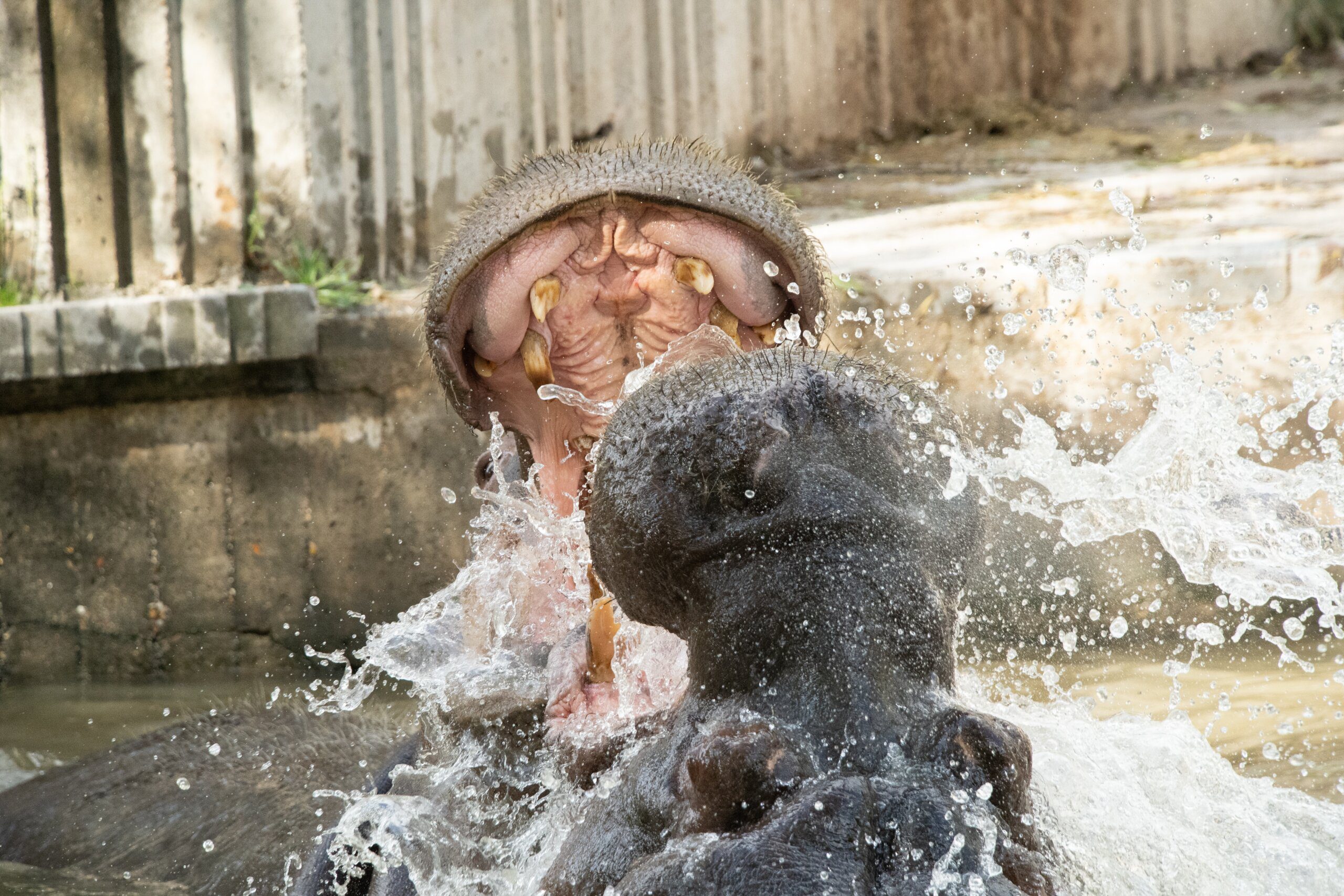 Capybara Encounter at Chester Zoo