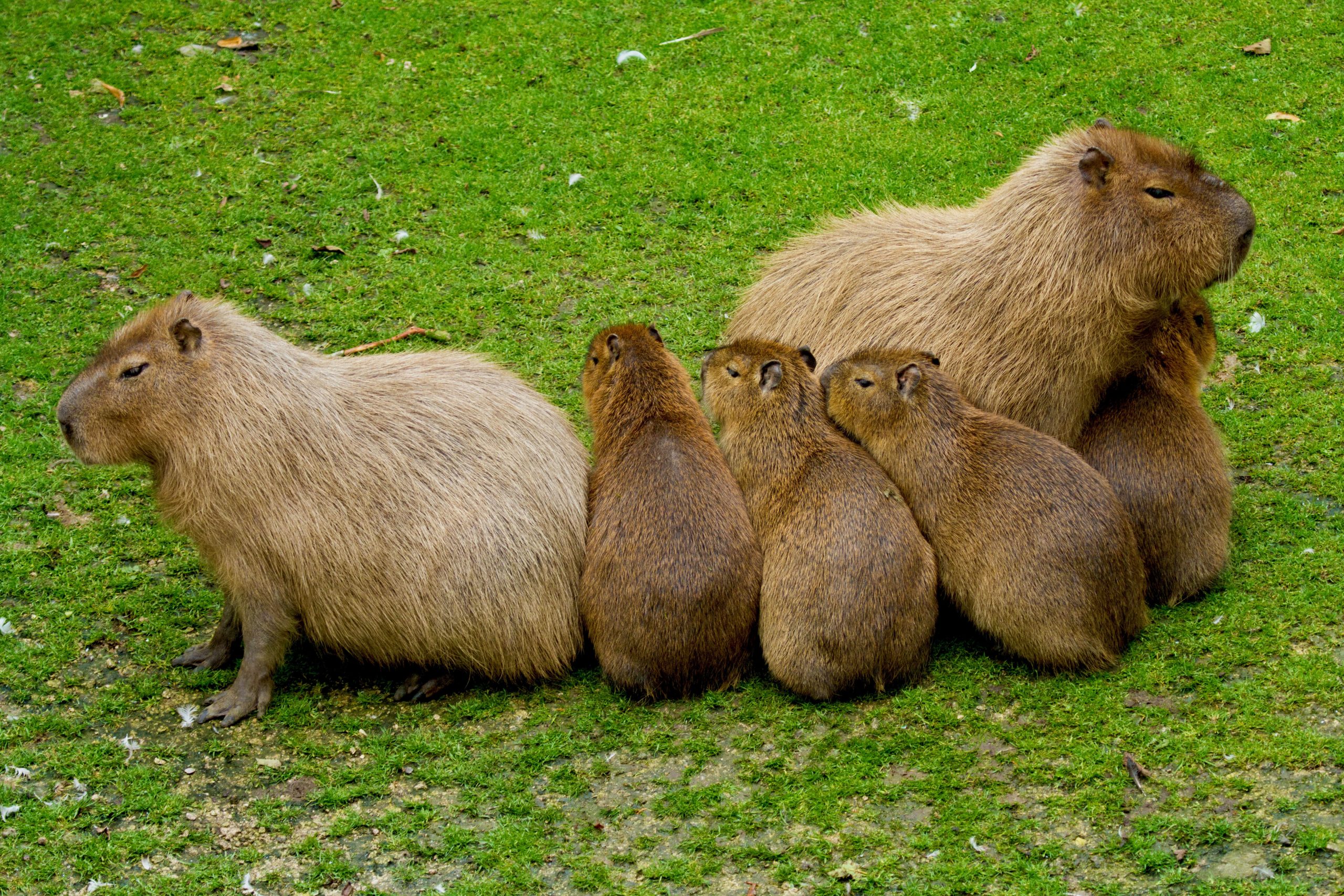The Best Places to Find Capybara in the UK The Best Places to Find Capybara in the UK