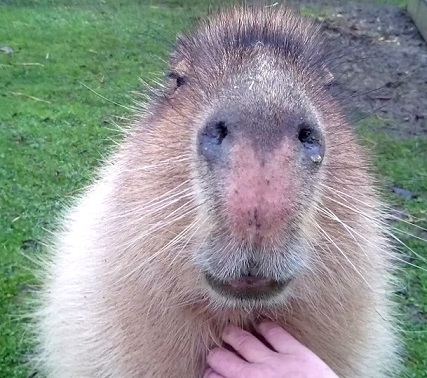 The Best Places to Find Capybara in the UK The Best Places to Find Capybara in the UK
