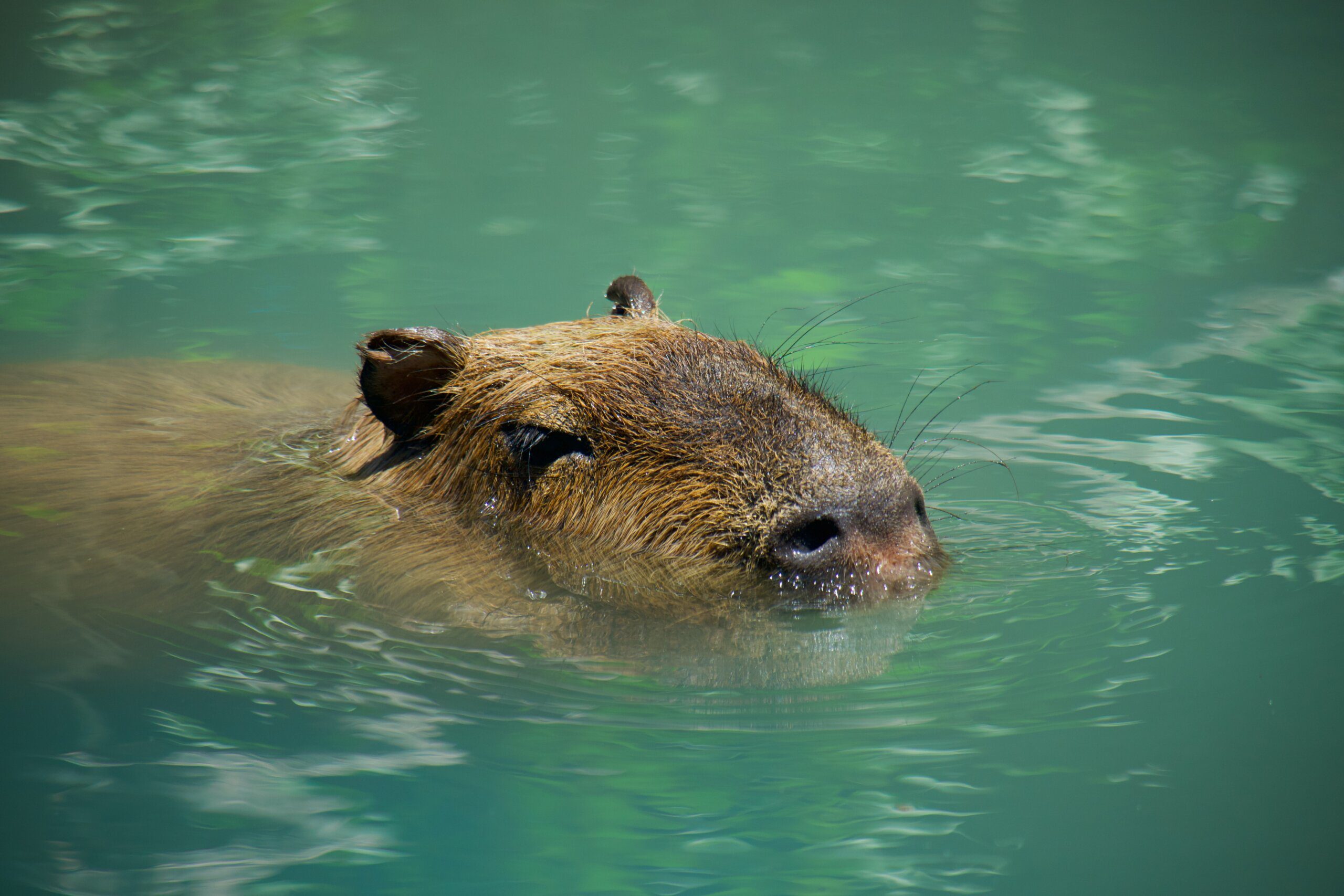 Join a Capybara Meet and Greet in the UK Join a Capybara Meet and Greet in the UK