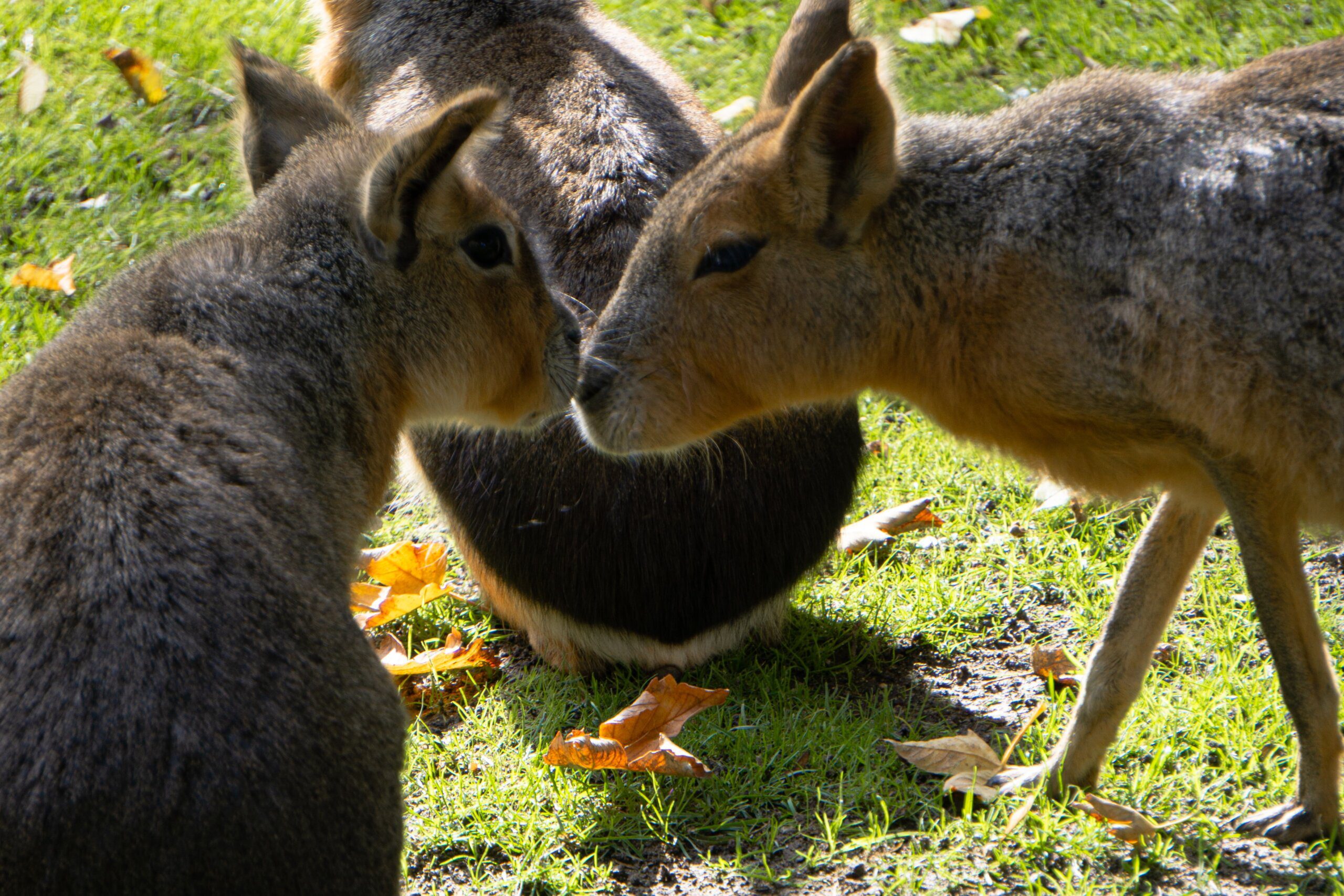 Where to Find a Capybara as a Pet Where to Find a Capybara as a Pet
