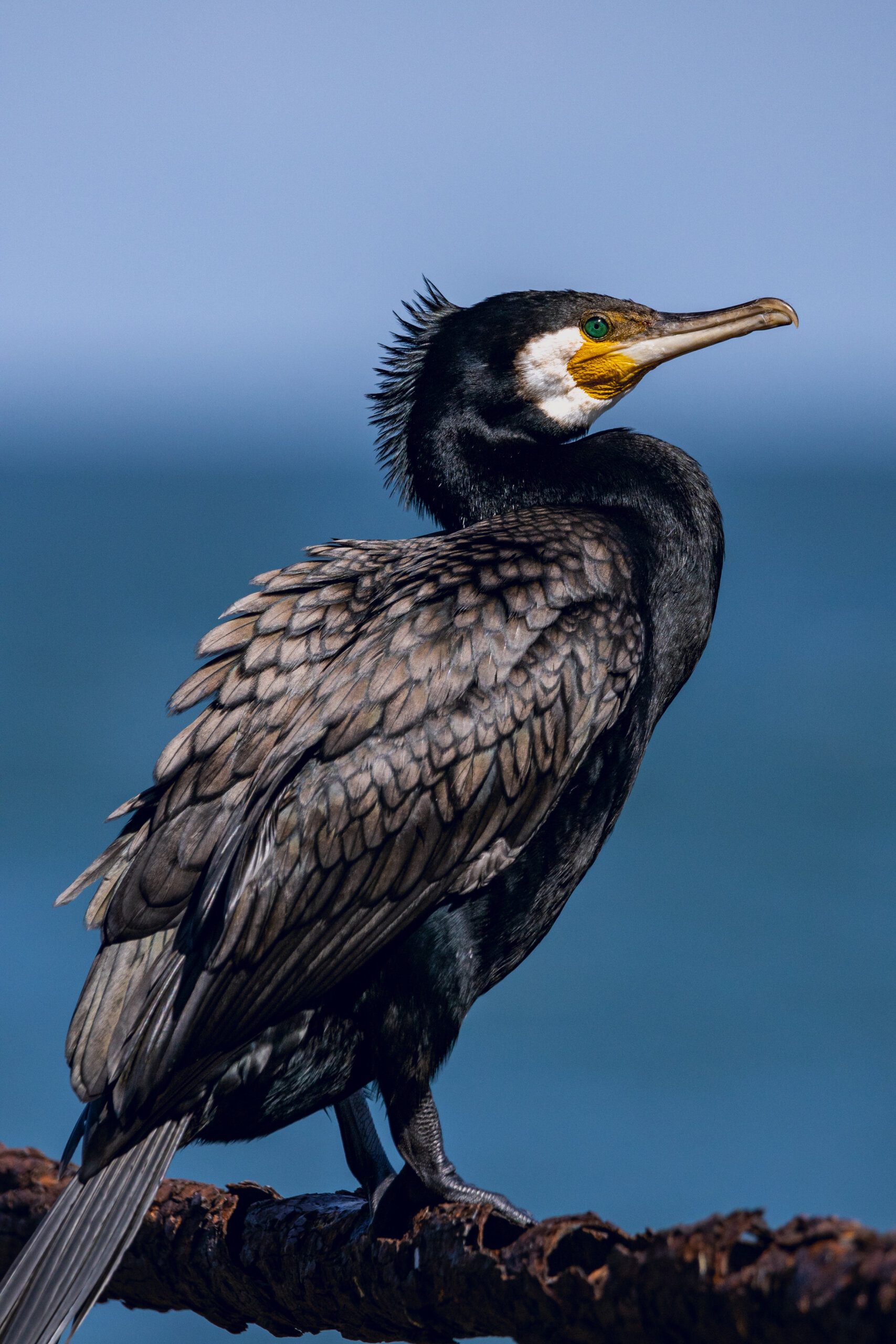 The Price of Capybaras in the UK