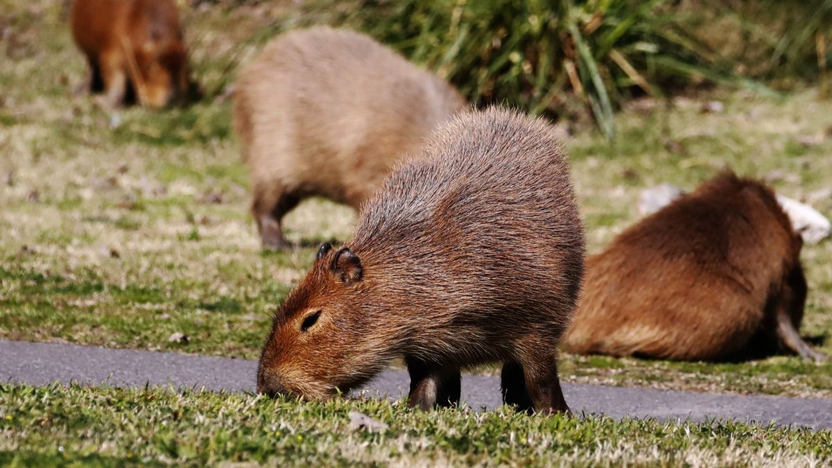 The Current Population of Capybaras The Current Population of Capybaras