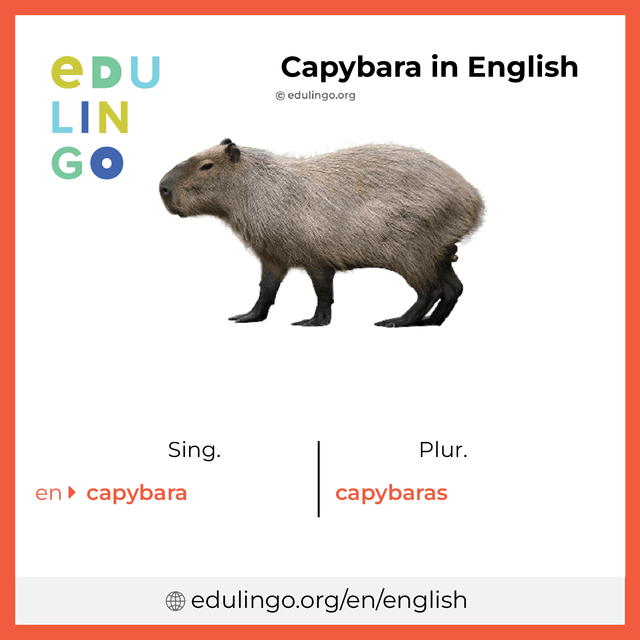 How to Say Capybara in English