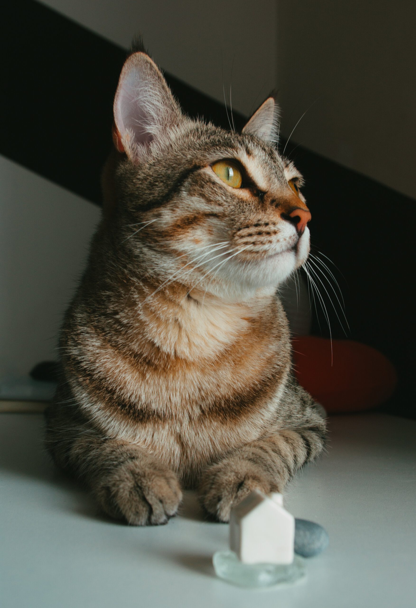 Cute and Quirky Capybara Names