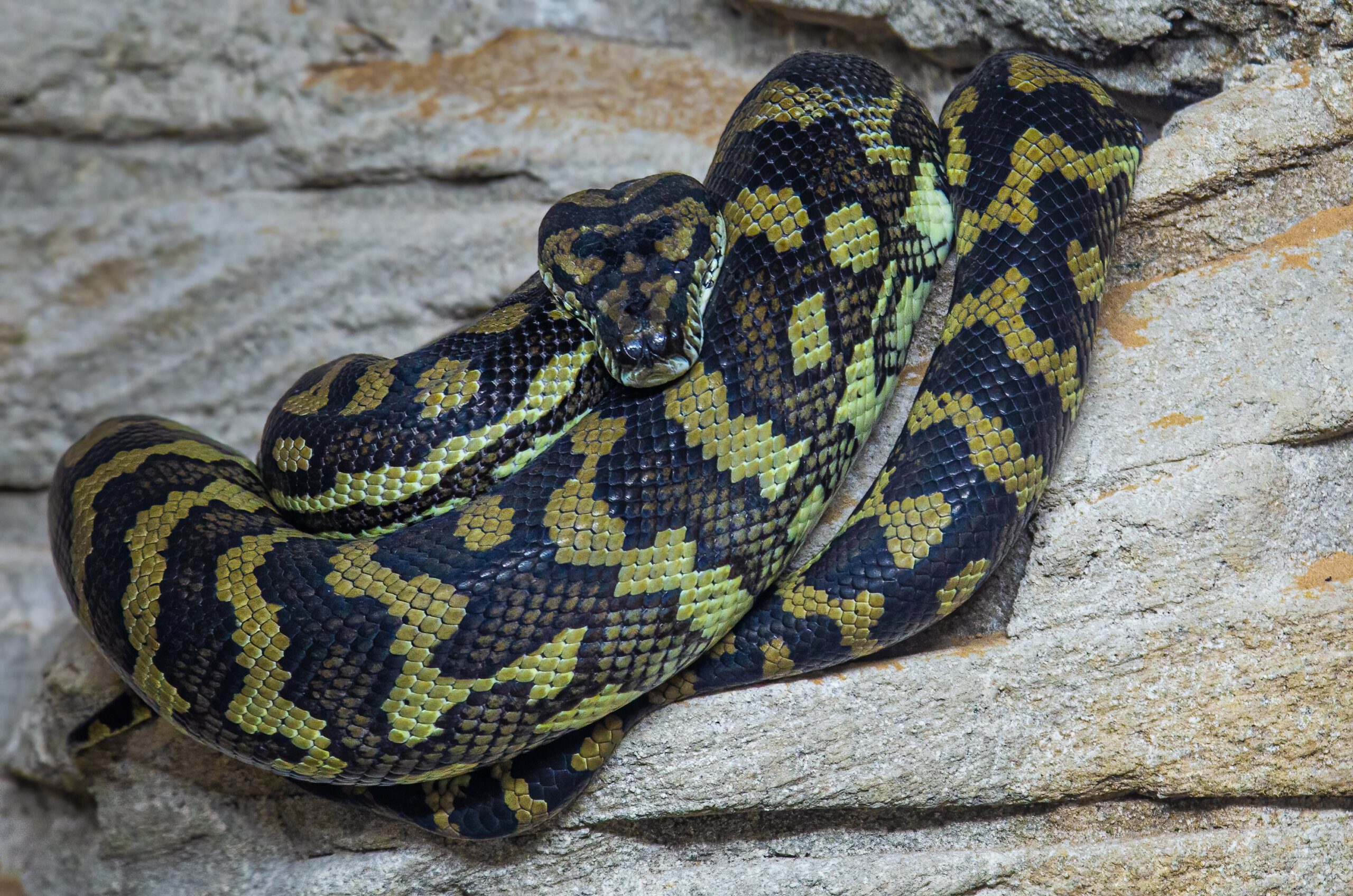 The Green Anaconda and its Feeding Habits The Green Anaconda and its Feeding Habits