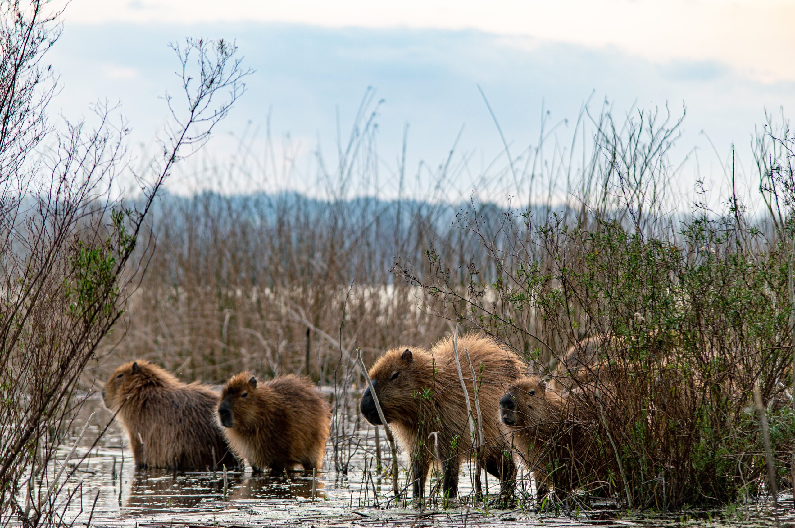 Does Twycross Zoo have Capybaras Does Twycross Zoo have Capybaras