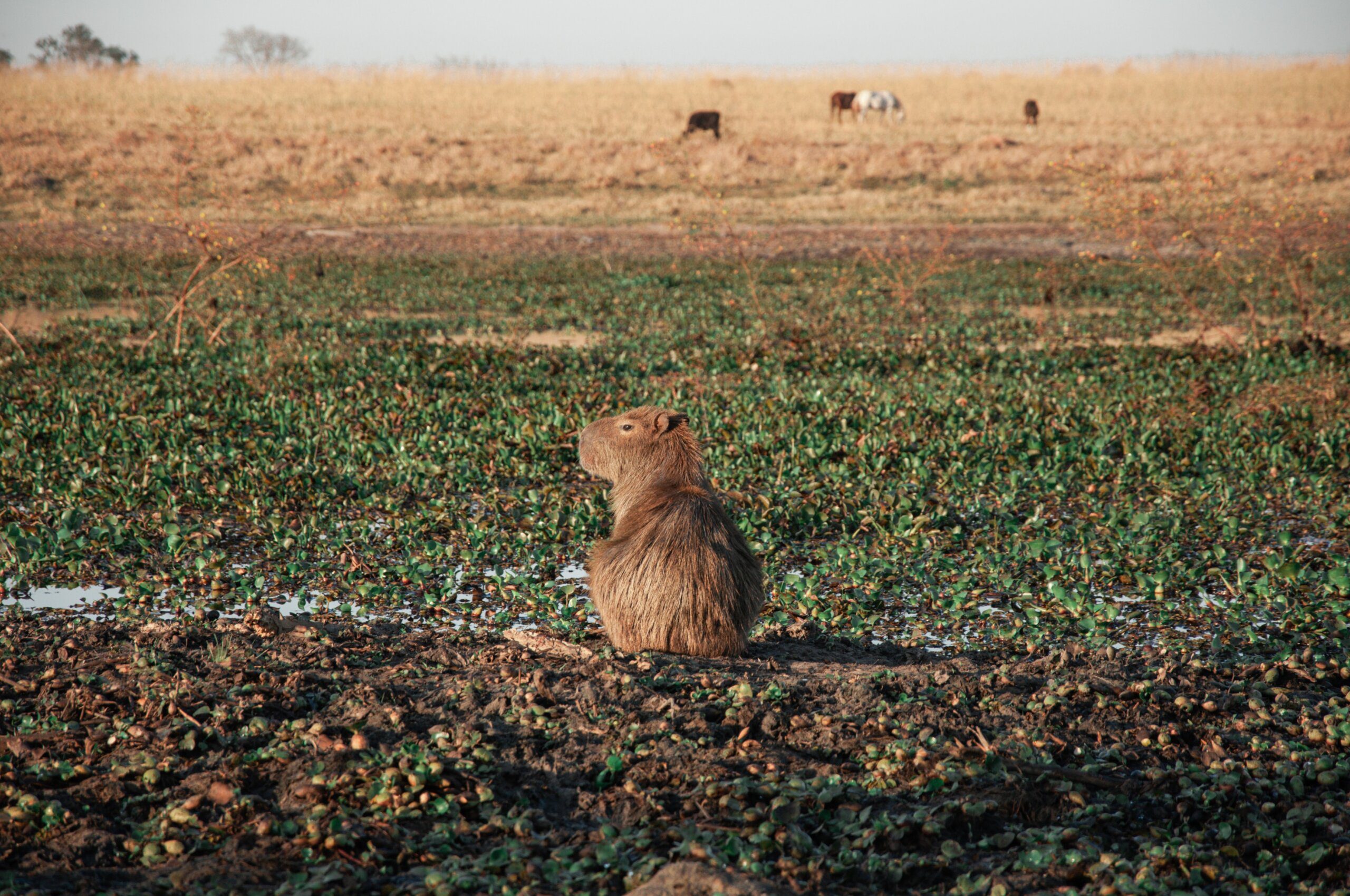 Why do people eat capybaras? Baby Capybara