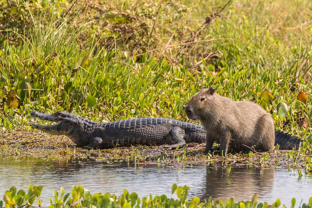 Can Crocodiles and Capybaras Coexist? Can Crocodiles and Capybaras Coexist?