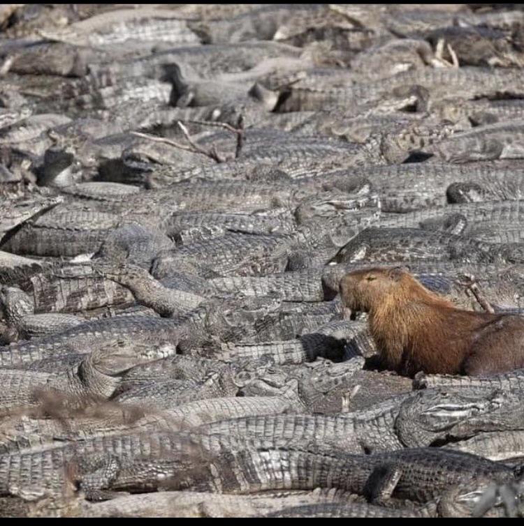 Can Crocodiles and Capybaras Coexist? Can Crocodiles and Capybaras Coexist?