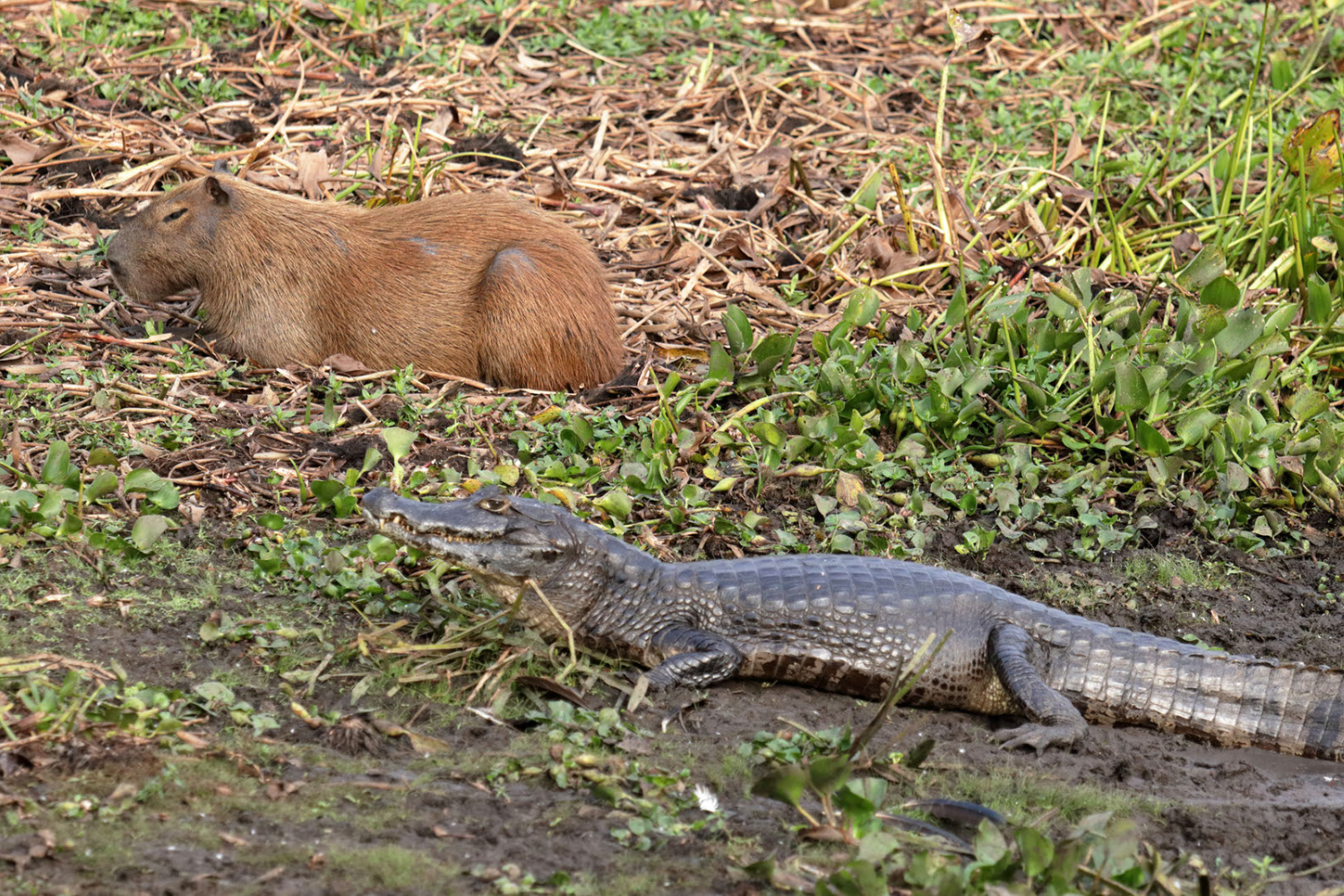 Can Crocodiles and Capybaras Coexist? Can Crocodiles and Capybaras Coexist?