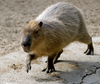 Do Capybaras Have Webbed Feet?