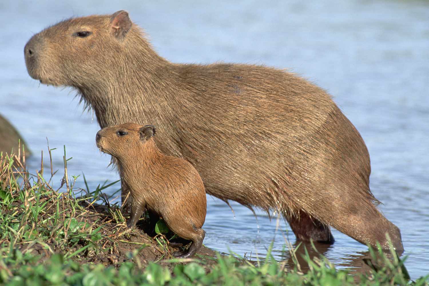 Top 10 Things Capybaras Like Top 10 Things Capybaras Like