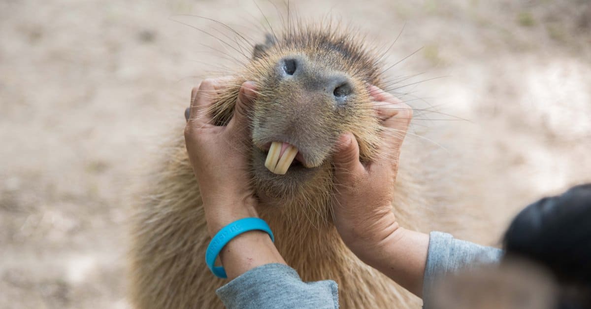Top 10 Things Capybaras Like Top 10 Things Capybaras Like