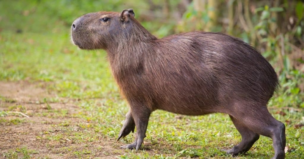 Countries where Capybaras live Countries where Capybaras live