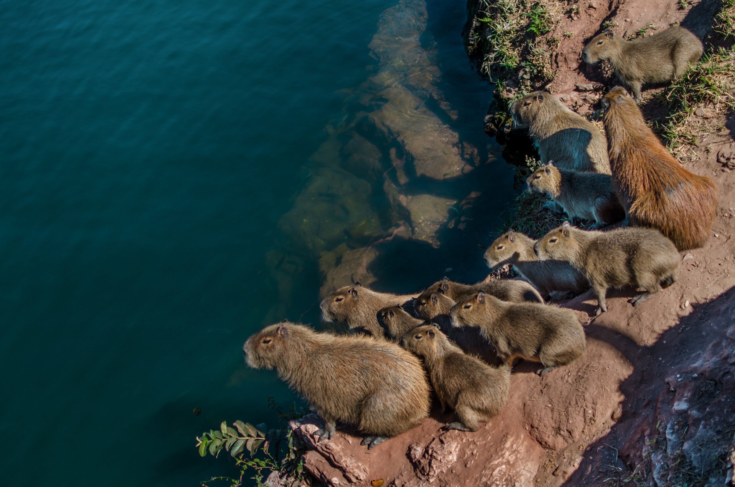 Countries that are home to capybaras