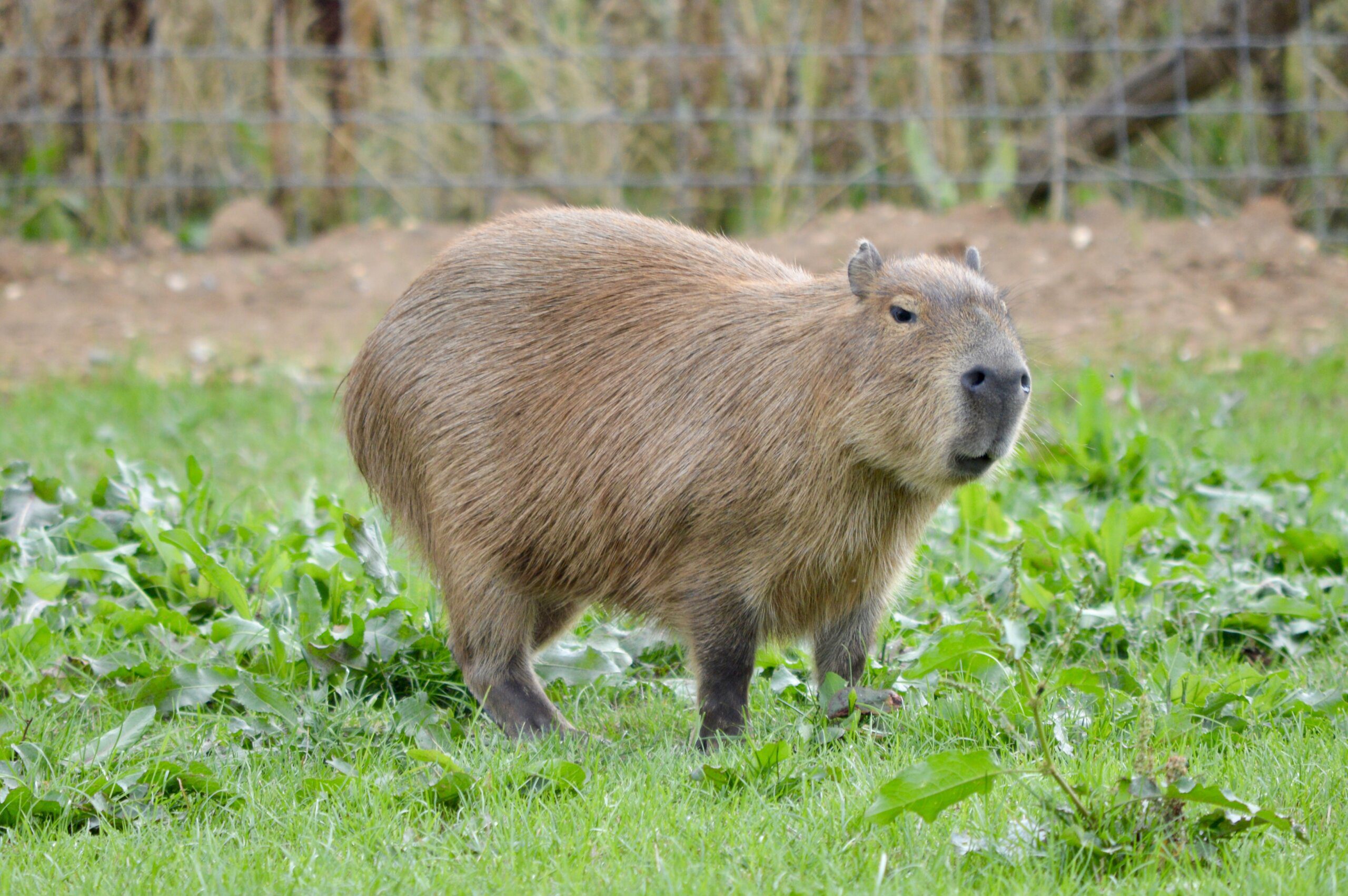 What are capybaras related to? What are capybaras related to?
