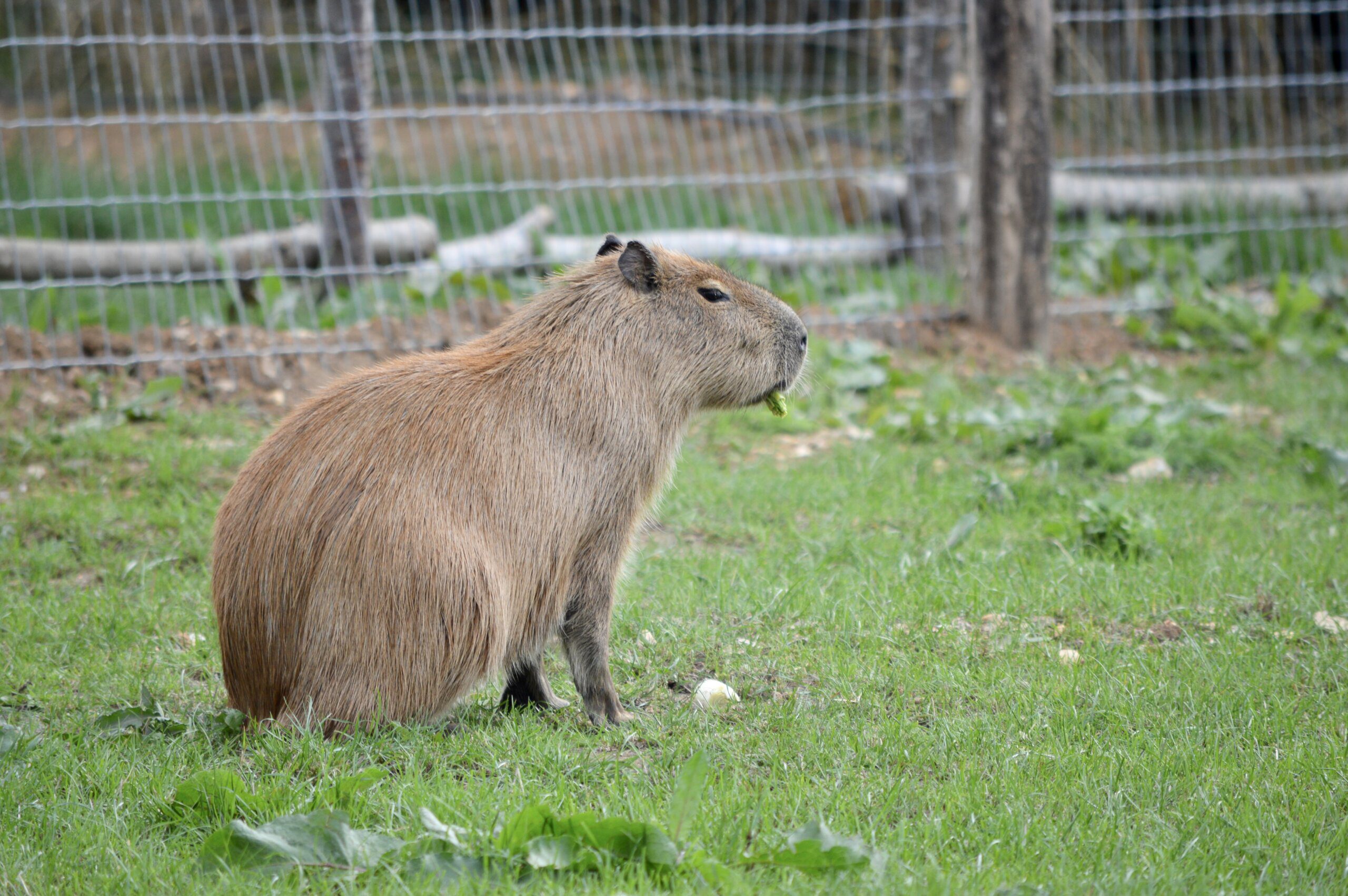 What are capybaras related to? What are capybaras related to?
