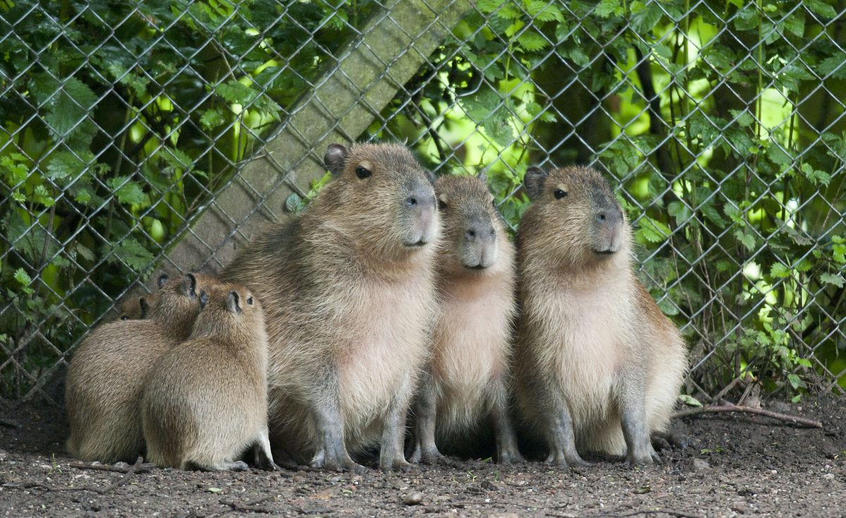 Top UK Zoos with Capybaras Top UK Zoos with Capybaras