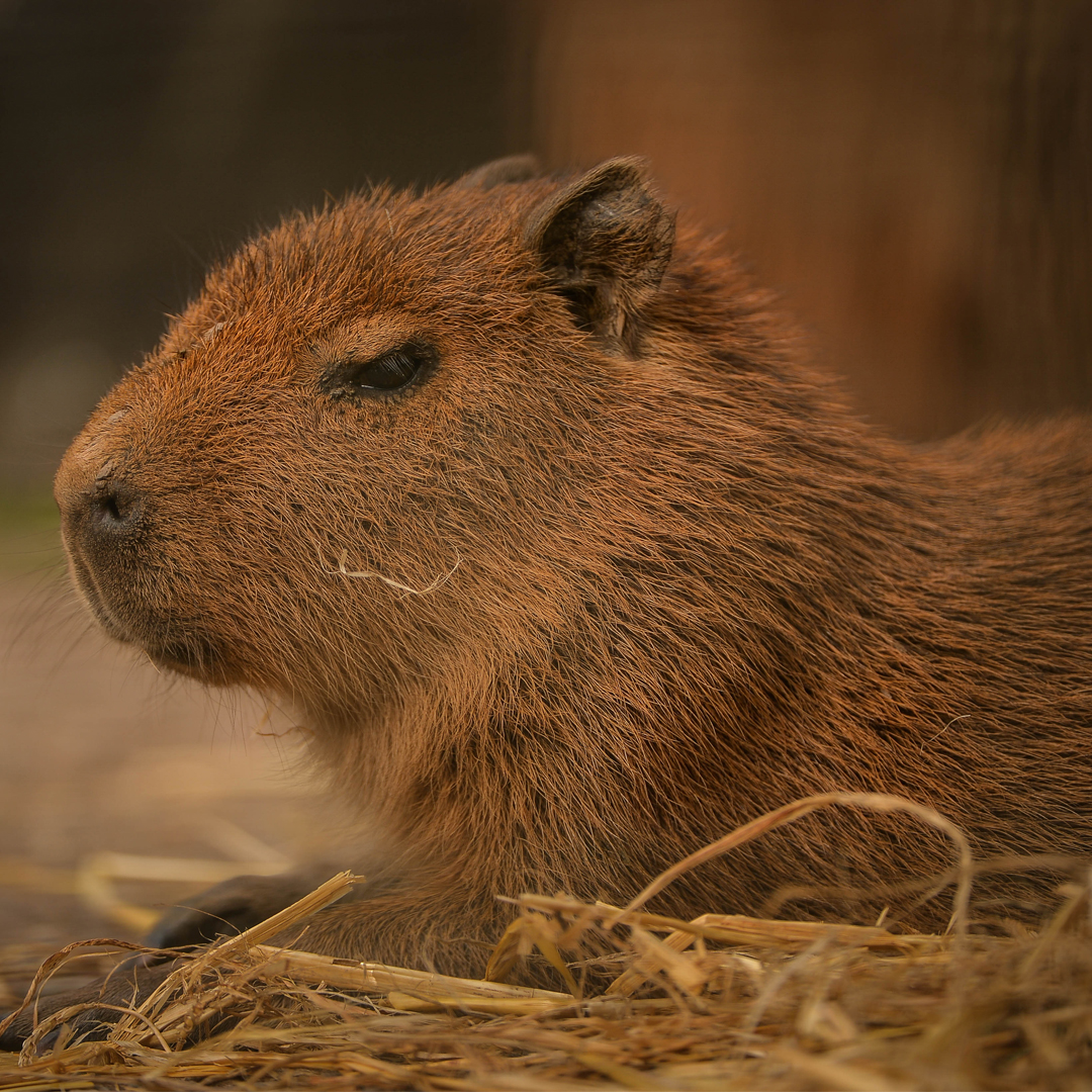 Top UK Zoos with Capybaras Top UK Zoos with Capybaras