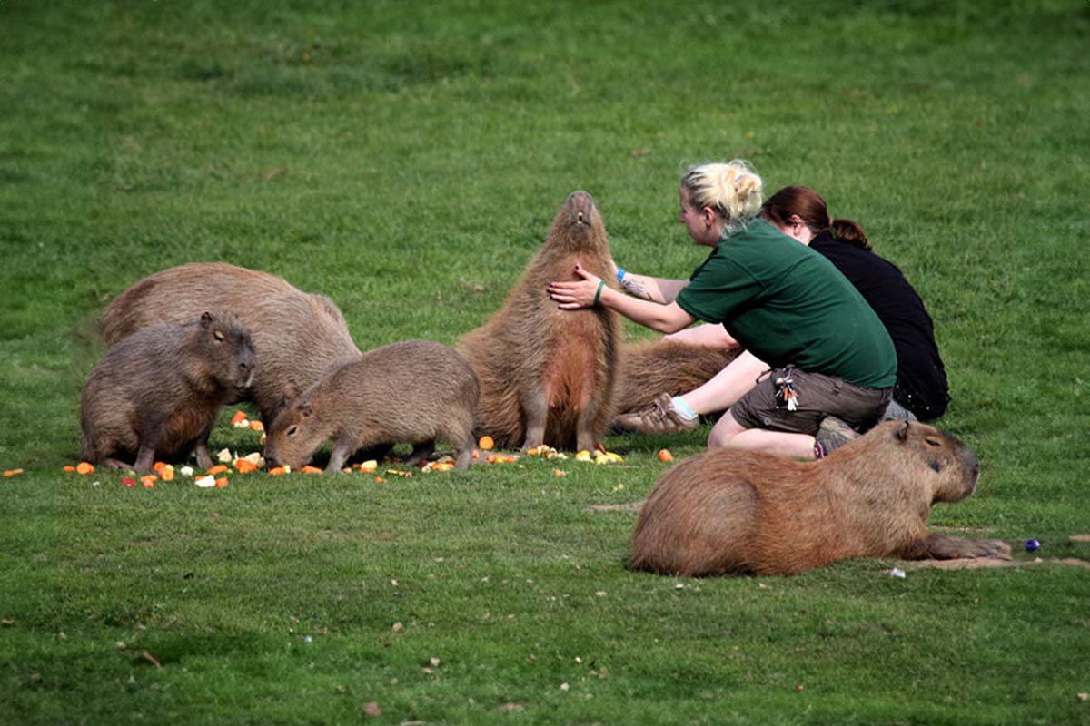 Top UK Zoos with Capybaras Top UK Zoos with Capybaras