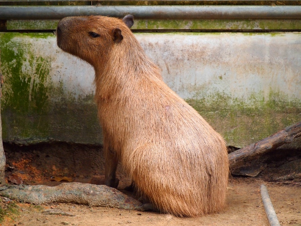 Hydrochoerus hydrochaeris: The Scientific Name of the Capybara