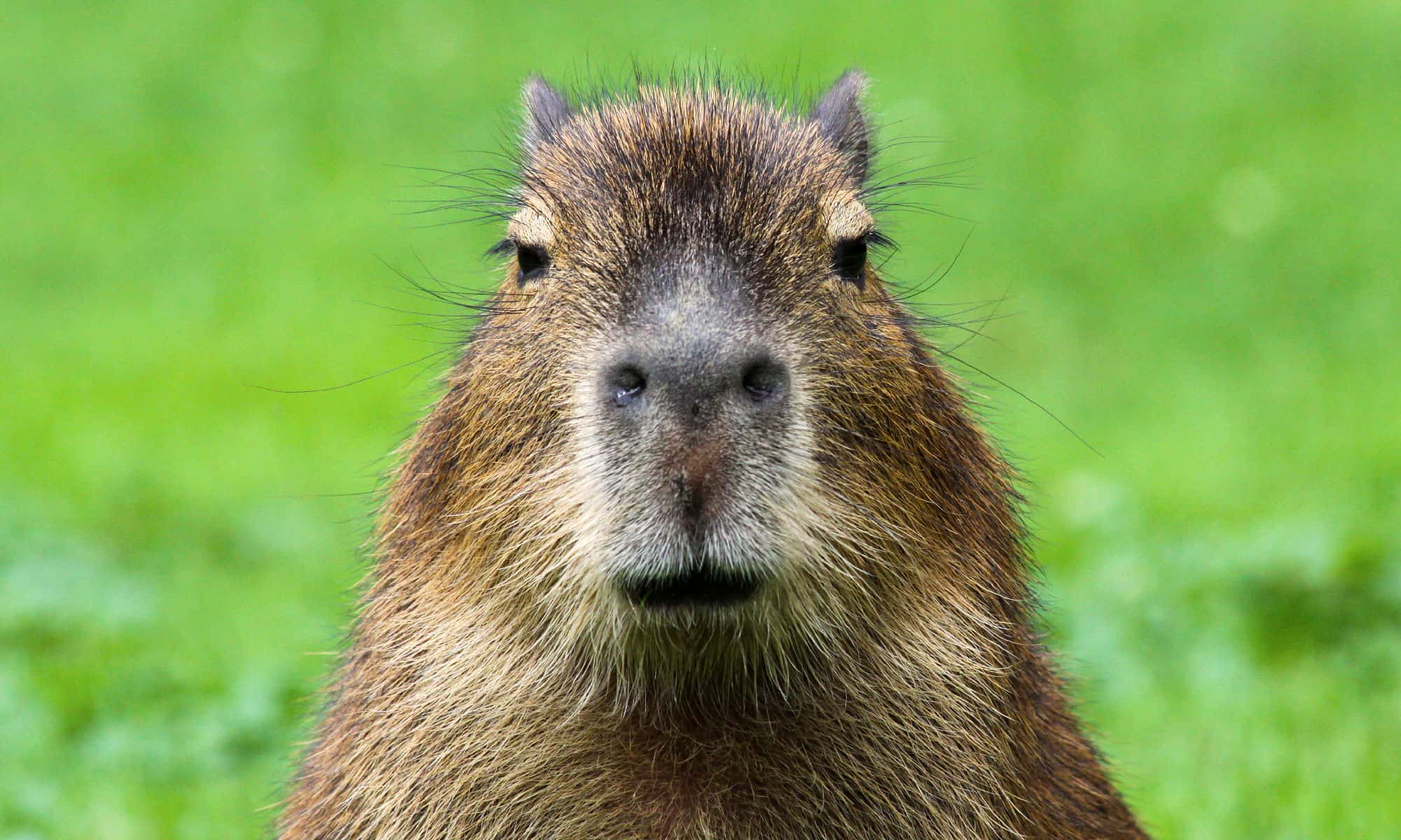 Understanding the Cost of a Capybara Understanding the Cost of a Capybara
