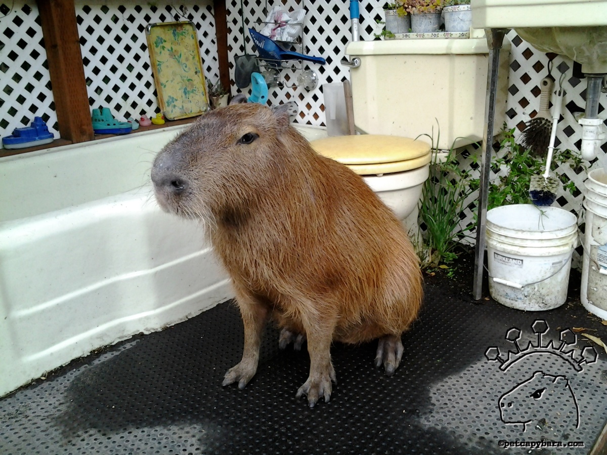 Understanding the Cost of a Capybara Understanding the Cost of a Capybara