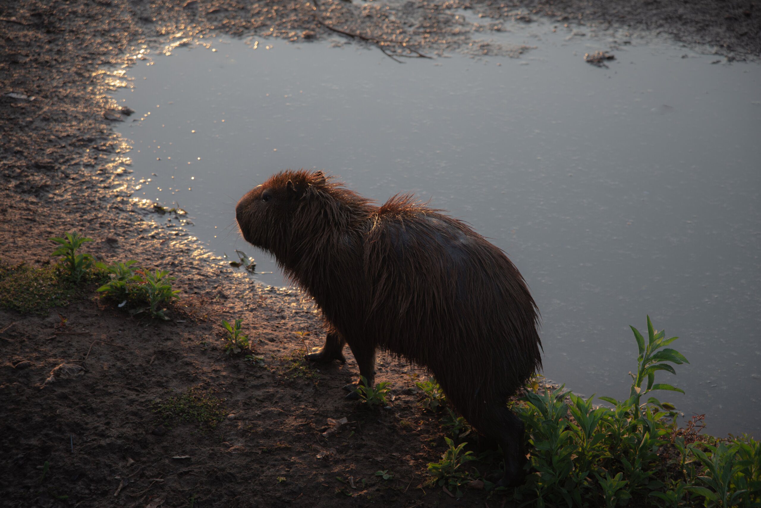 Adorable Picture of a Capybara Rodent