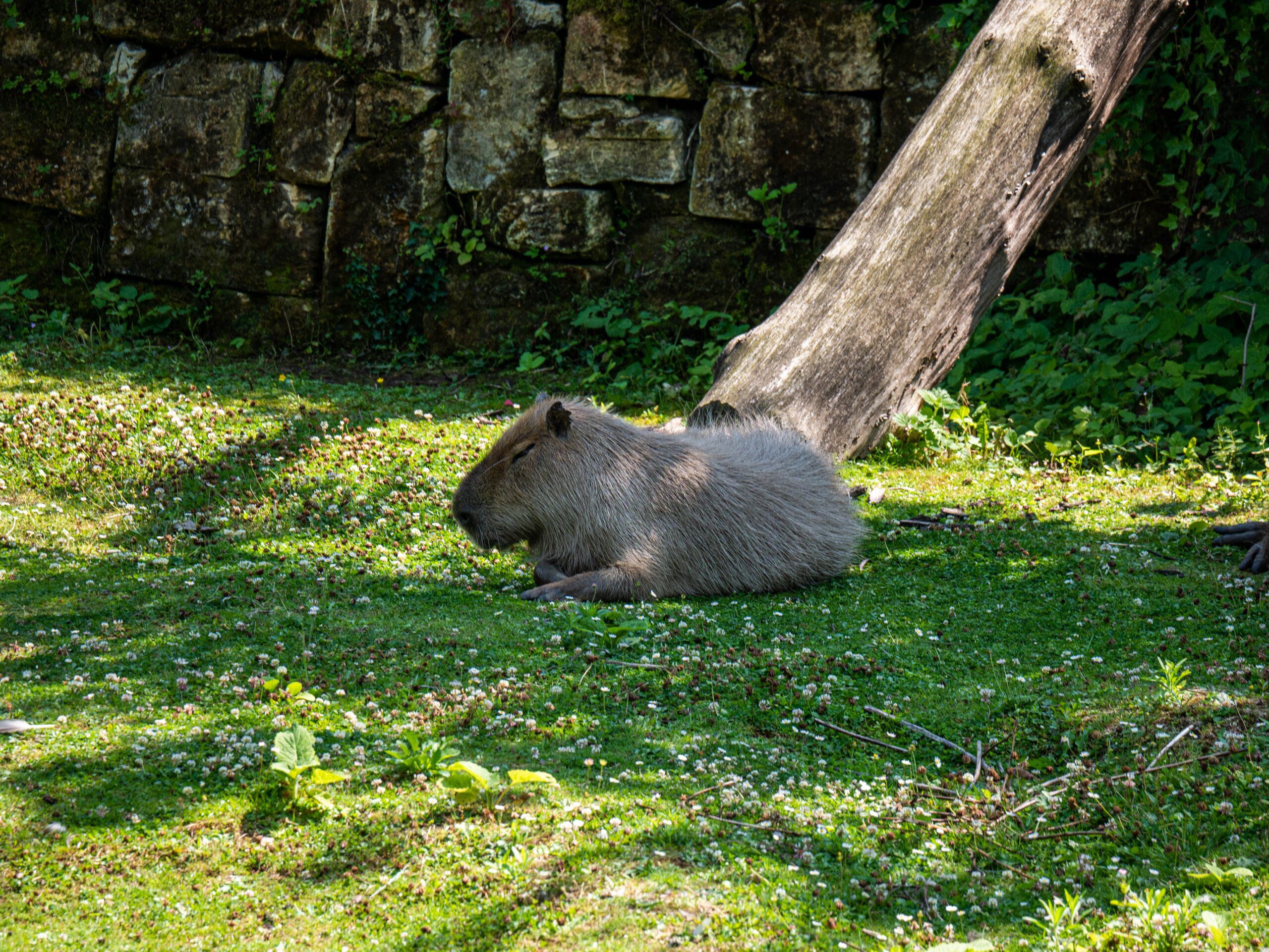 Visit Paradise Wildlife Park and Meet the Adorable Capybaras Visit Paradise Wildlife Park and Meet the Adorable Capybaras