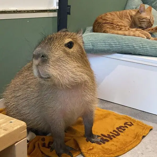 Find the Perfect Live Capybara for Sale Find the Perfect Live Capybara for Sale