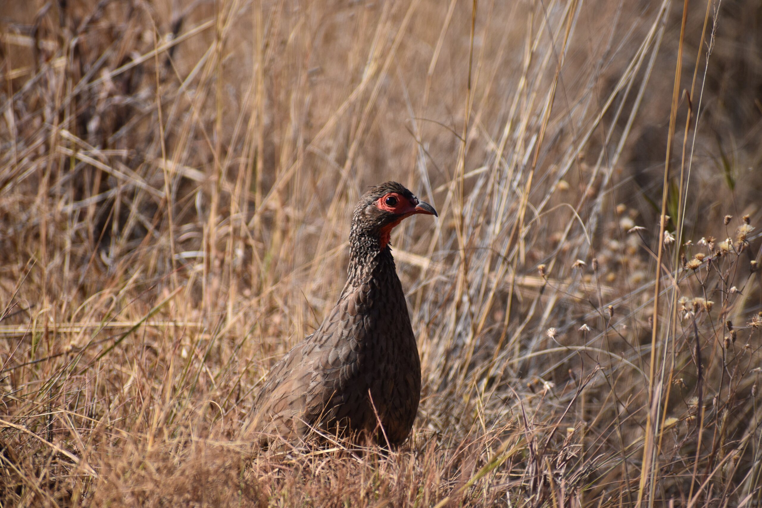 The Fascinating Capybaras of South Africa
